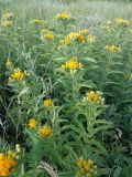 Inula germanica. Цветущее растение. Краснодарский край, окр. Крымска. 14.06.2013.