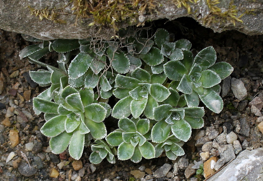 Изображение особи род Saxifraga.