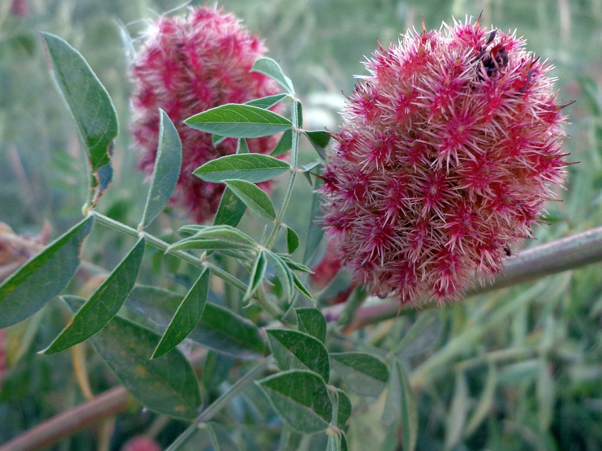 Изображение особи Glycyrrhiza echinata.