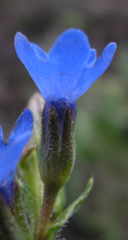 Изображение особи Anchusa gmelinii.