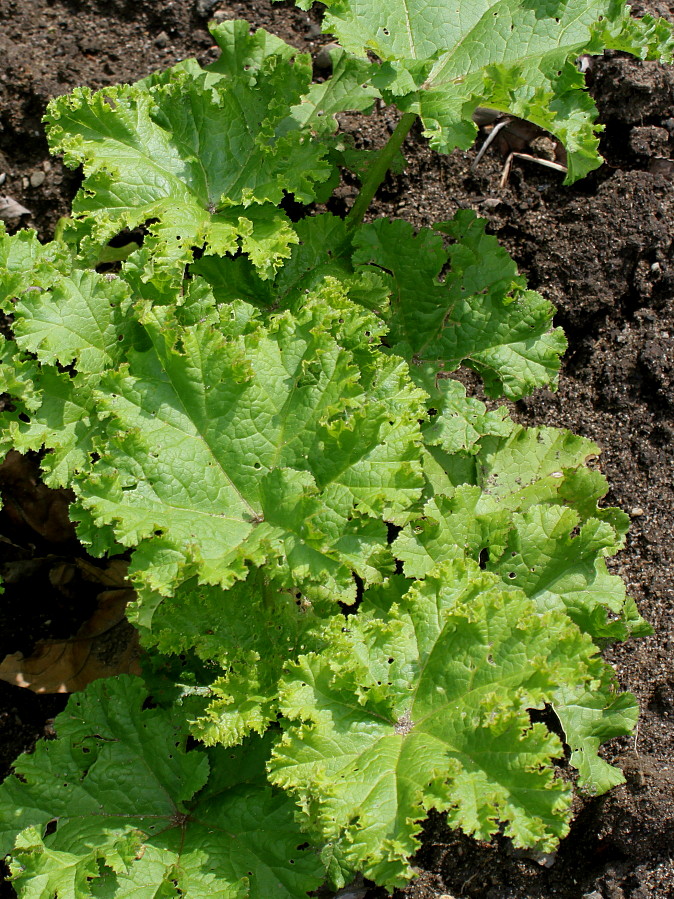 Image of Malva verticillata var. crispa specimen.