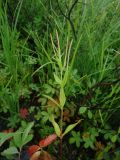 Epilobium palustre