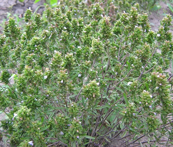 Image of genus Satureja specimen.