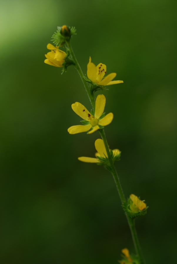 Image of Agrimonia coreana specimen.