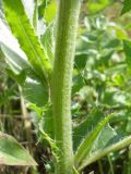 Cirsium canum