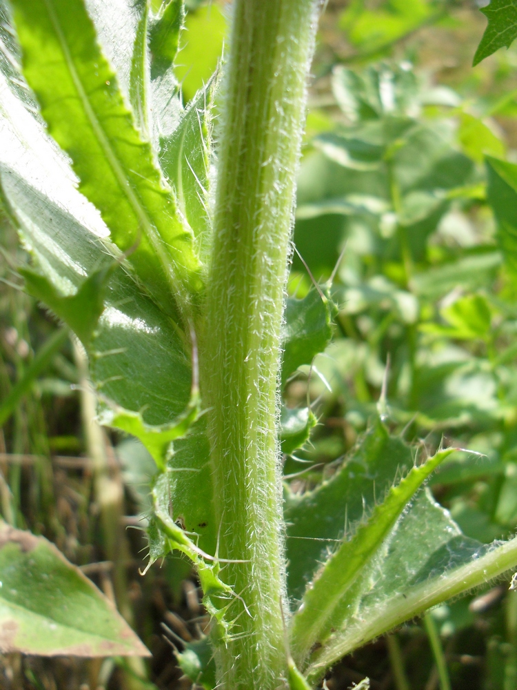 Изображение особи Cirsium canum.