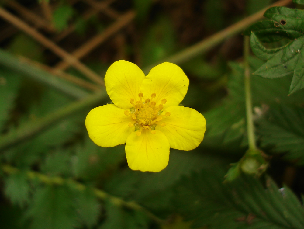 Изображение особи Potentilla anserina.