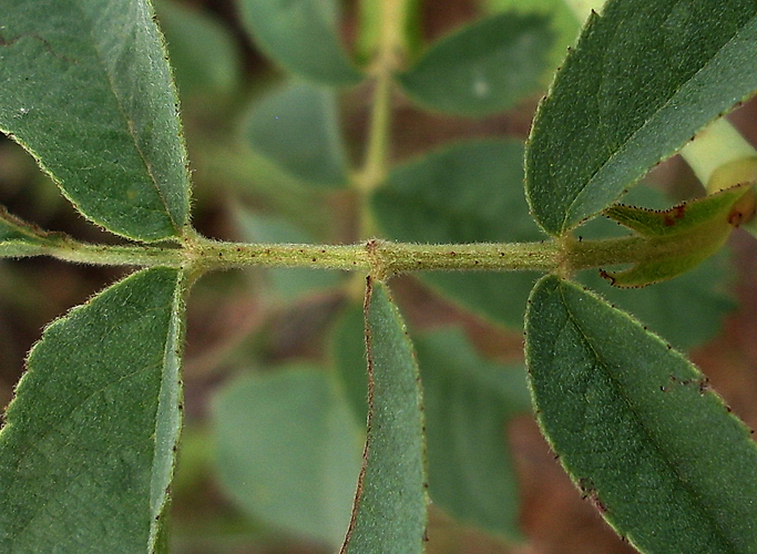 Изображение особи Rosa tomentosa.