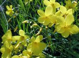 Linum flavum