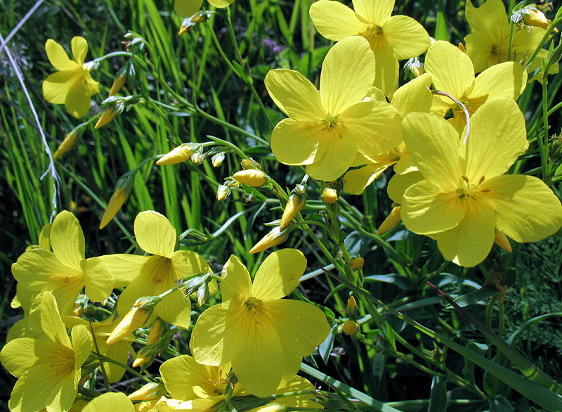 Изображение особи Linum flavum.