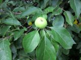 Malus sylvestris