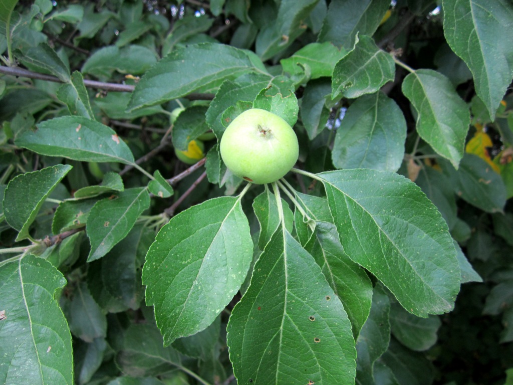 Изображение особи Malus sylvestris.