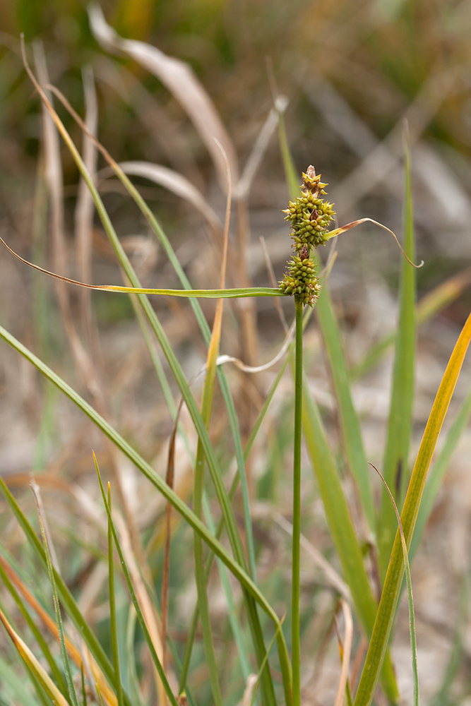 Изображение особи Carex serotina.