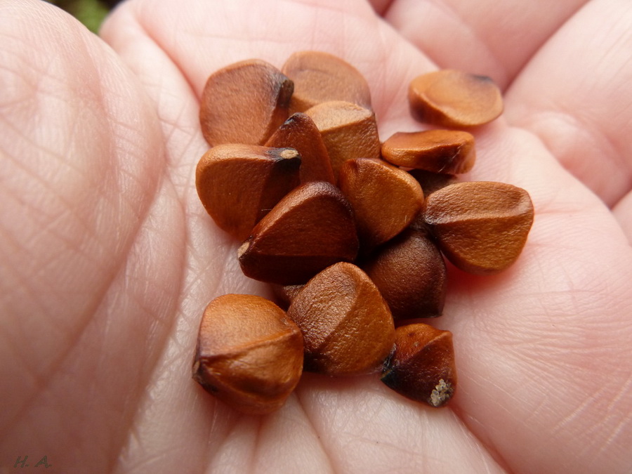 Image of Iris pseudacorus specimen.