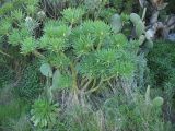 Kleinia neriifolia. Вегетирующее растение. Испания, Канарские острова, Тенерифе, горный массив Анага, в зарослях кустарников у обочины автомобильной дороги. 8 марта 2008 г.