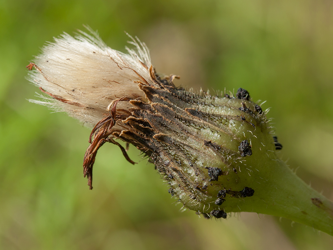 Изображение особи Trommsdorffia maculata.