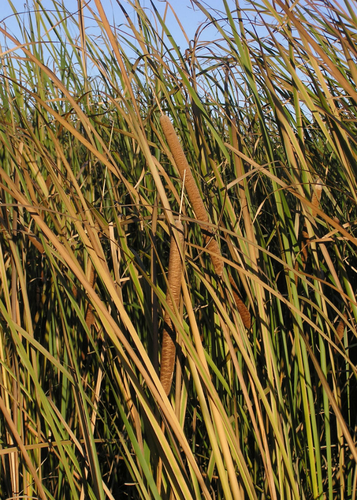 Изображение особи Typha angustifolia.