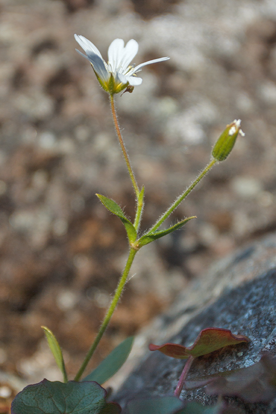Image of genus Cerastium specimen.