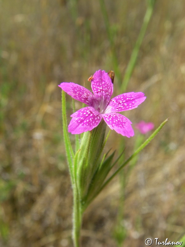 Image of Dianthus armeria specimen.