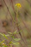 Sisymbrium loeselii. Верхушка цветущего растения. Ростовская обл., Аксайский р-н, окр. хут. Александровка. 25.11.2013.