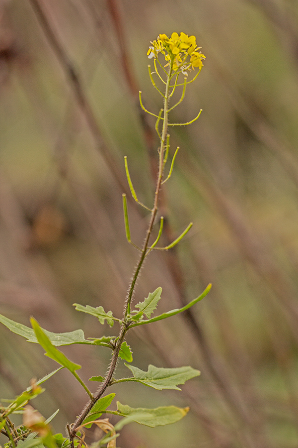 Изображение особи Sisymbrium loeselii.