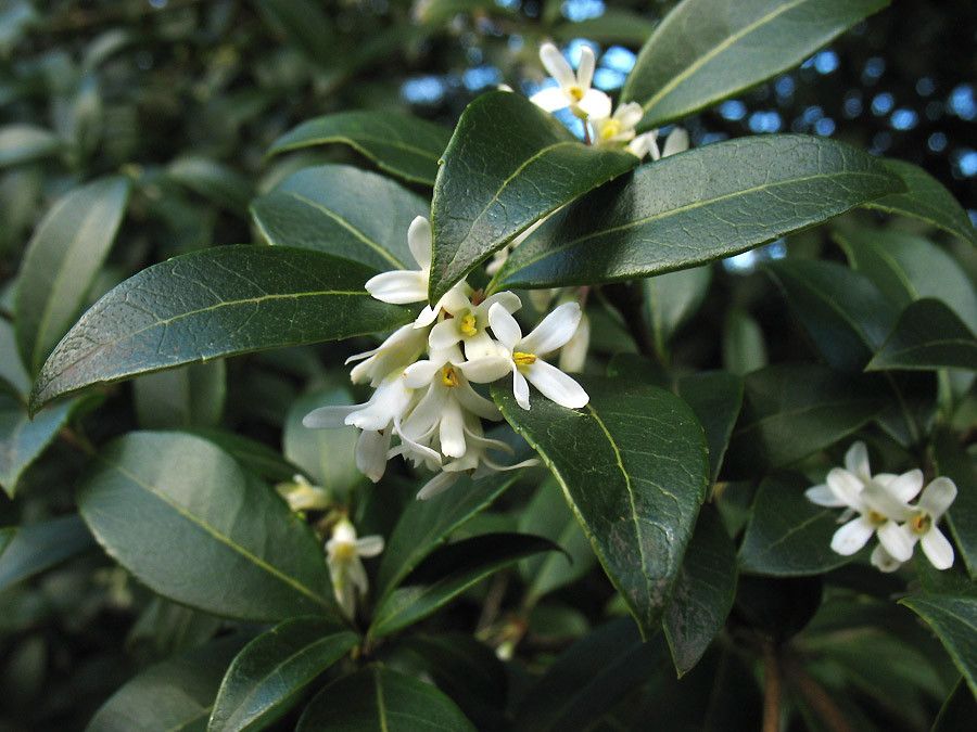 Image of Osmanthus &times; burkwoodii specimen.