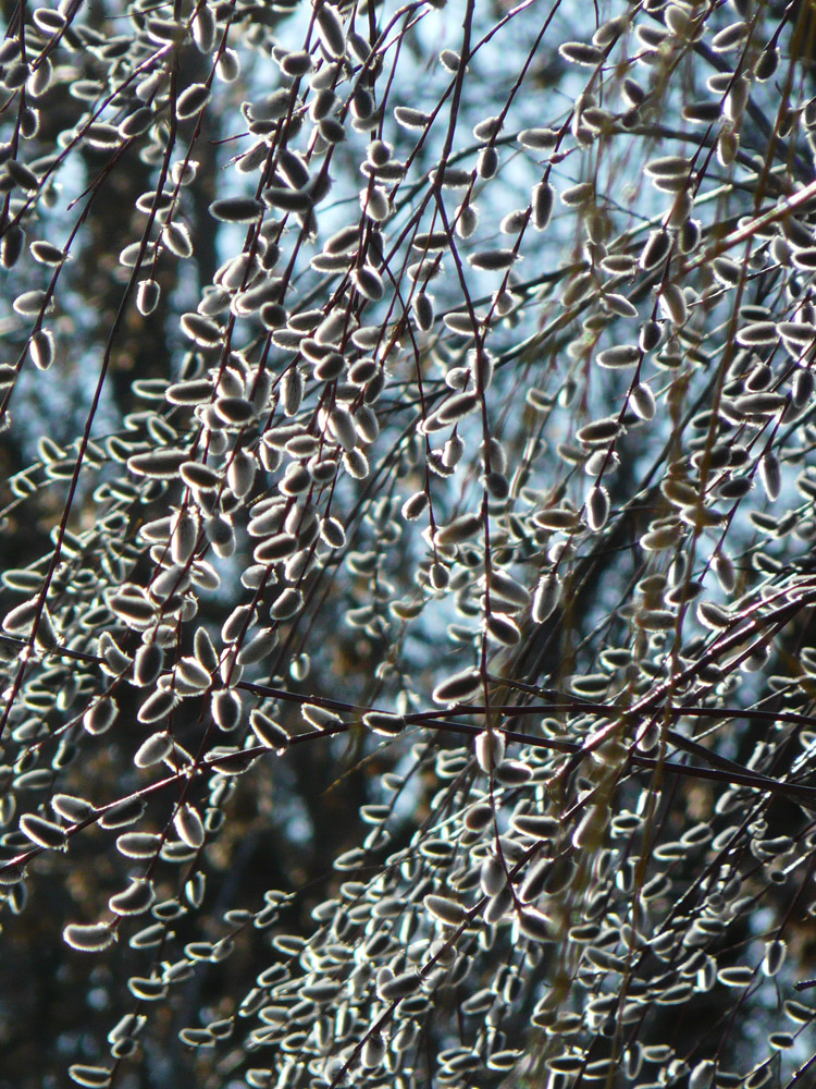 Image of Salix acutifolia specimen.