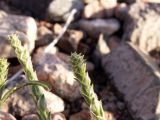 Corispermum orientale
