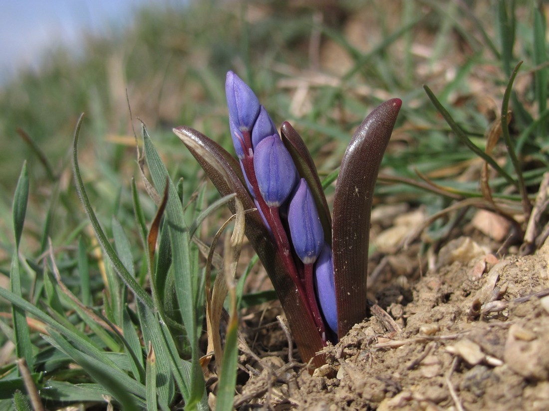 Изображение особи Scilla bifolia.