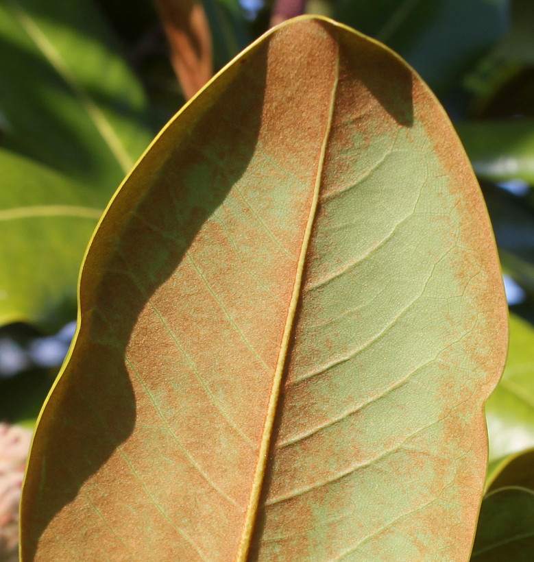 Image of Magnolia grandiflora specimen.