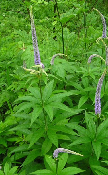 Изображение особи Veronicastrum sibiricum.
