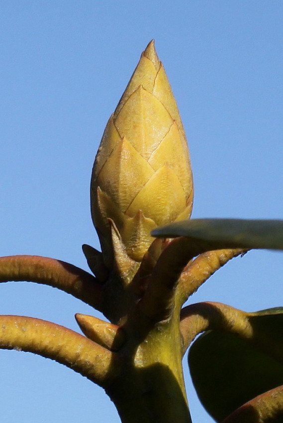 Image of Rhododendron catawbiense specimen.