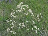 Crambe litwinowii