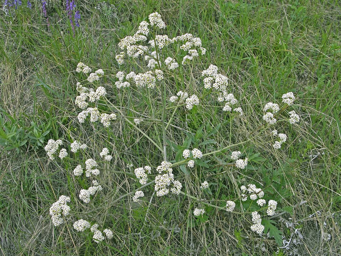 Image of Crambe litwinowii specimen.