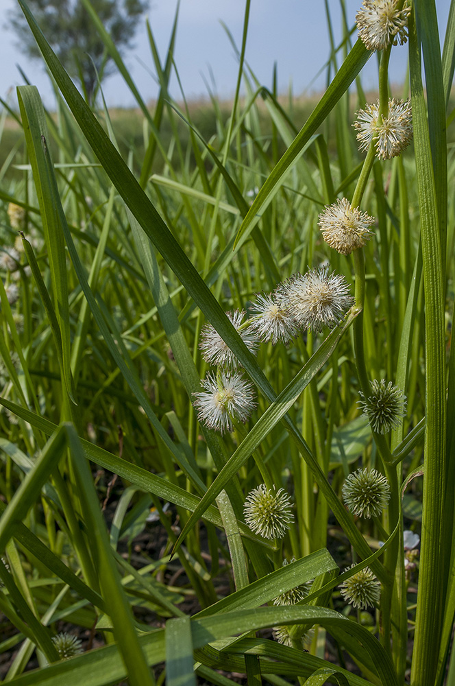 Image of Sparganium emersum specimen.