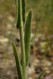 Camelina microcarpa