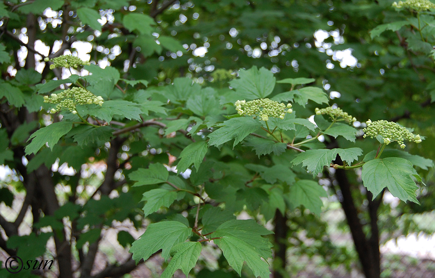 Изображение особи род Viburnum.