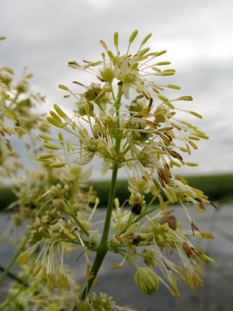Image of Thalictrum flavum specimen.