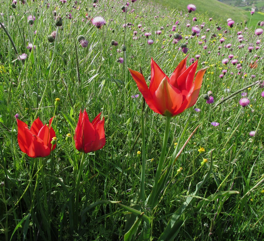 Изображение особи Tulipa schmidtii.