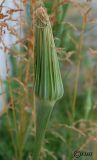 Tragopogon subspecies major