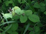 Rubus glandulosus. Верхушка расцветающего растения. Словения, регион Нижняя Посавска, Краковский лес, пойменный дубняк. 12.05.2014.