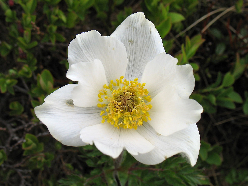 Изображение особи Pulsatilla scherfelii.