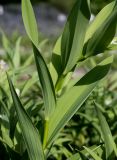 Smilacina racemosa. Средняя часть побега. Германия, г. Дюссельдорф, Ботанический сад университета. 04.05.2014.