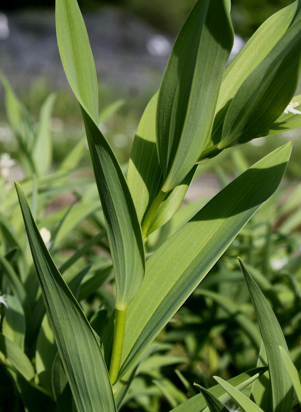 Изображение особи Smilacina racemosa.