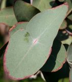 Eucalyptus perriniana