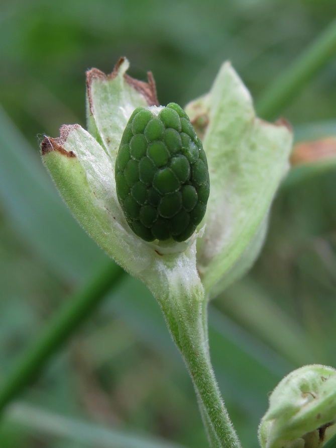 Image of Primula veris specimen.