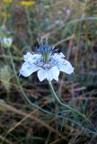 Nigella arvensis