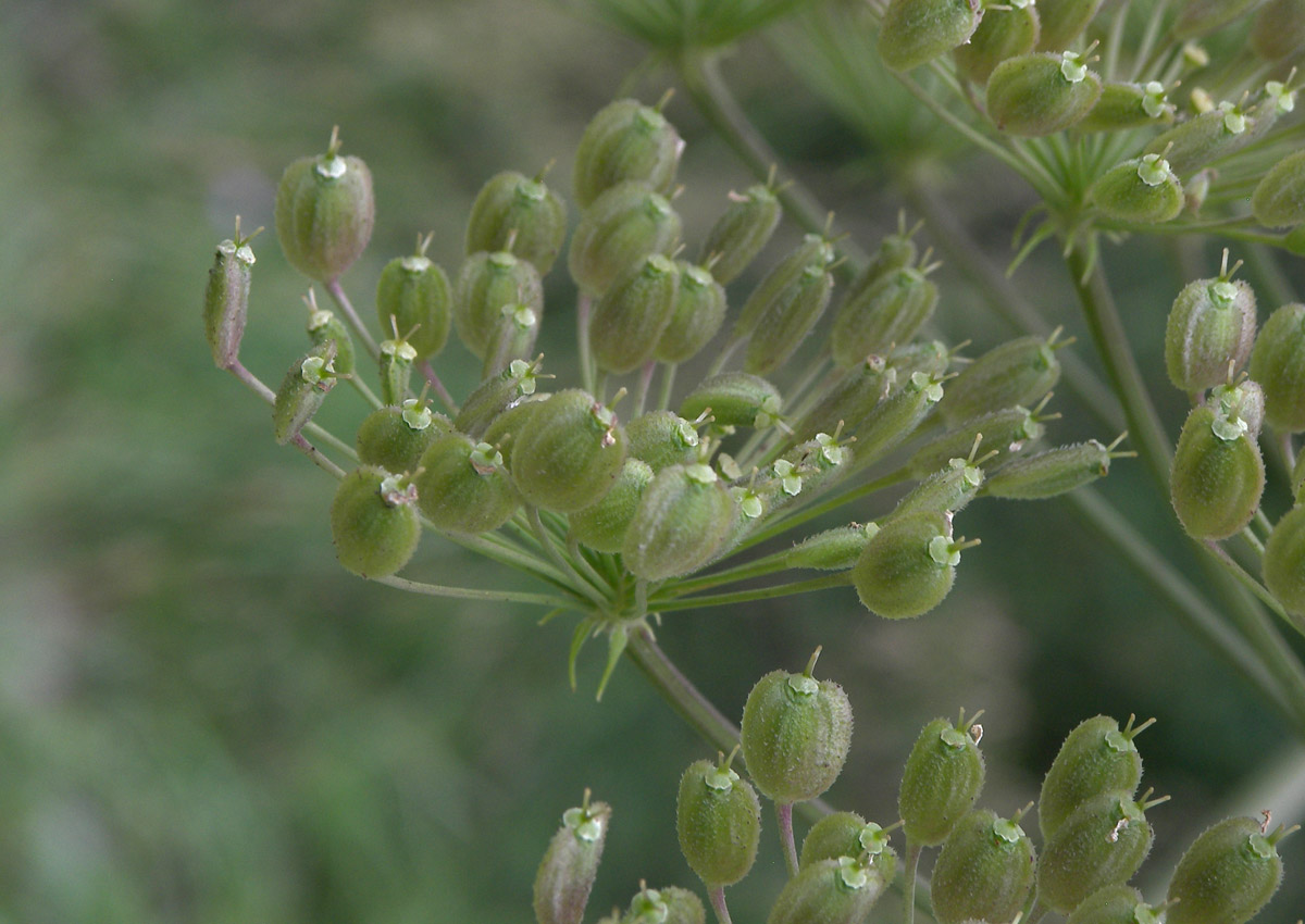 Изображение особи род Heracleum.