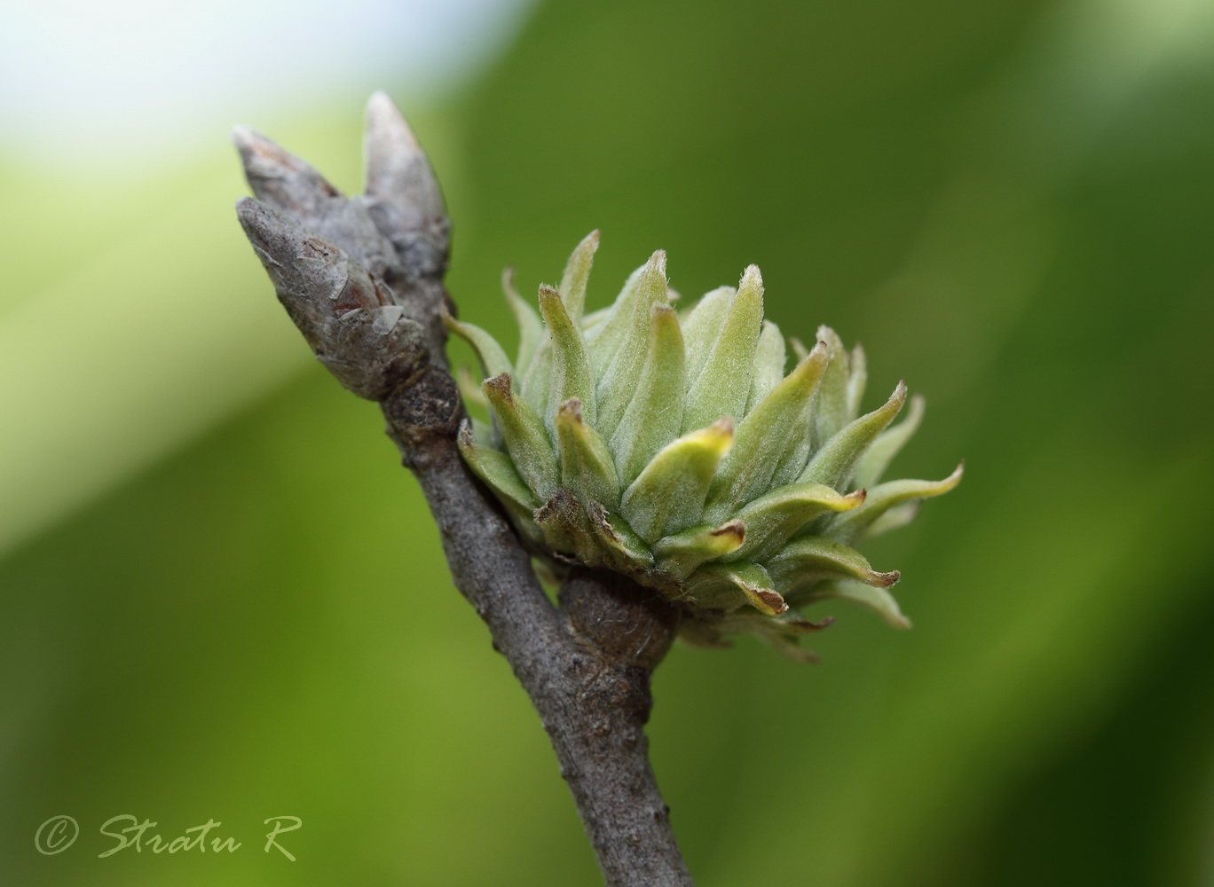 Изображение особи Quercus variabilis.