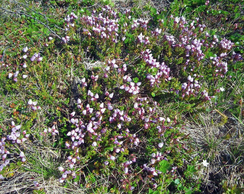 Image of Phyllodoce caerulea specimen.